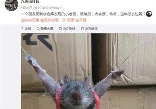 最新爆料老鼠事件新闻,最新老鼠事件引发公众关注，卫生安全问题亟待解决  第3张
